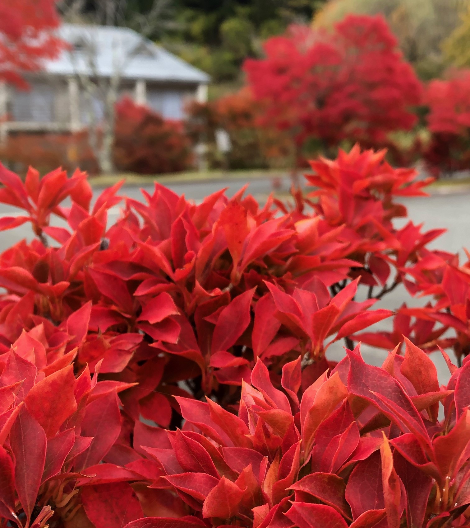 紅葉が見ごろ